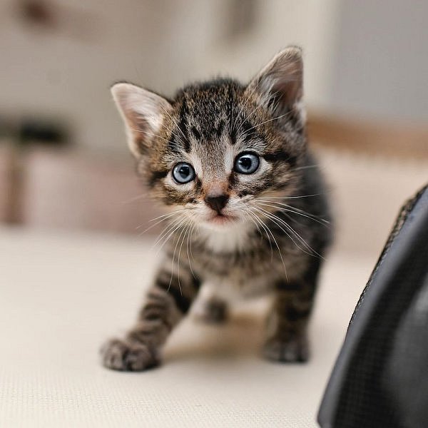 Jak se připravit na příchod kotěte?