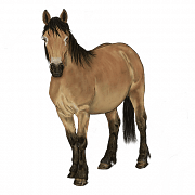 konik.png