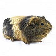 pro mala zvirata.jpg