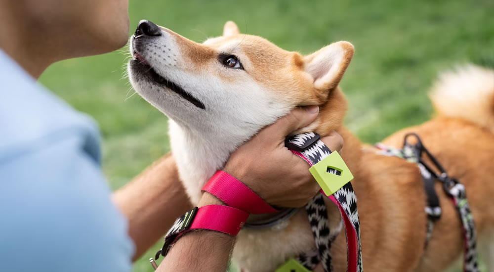 Jak vybrat vodítko pro psa?