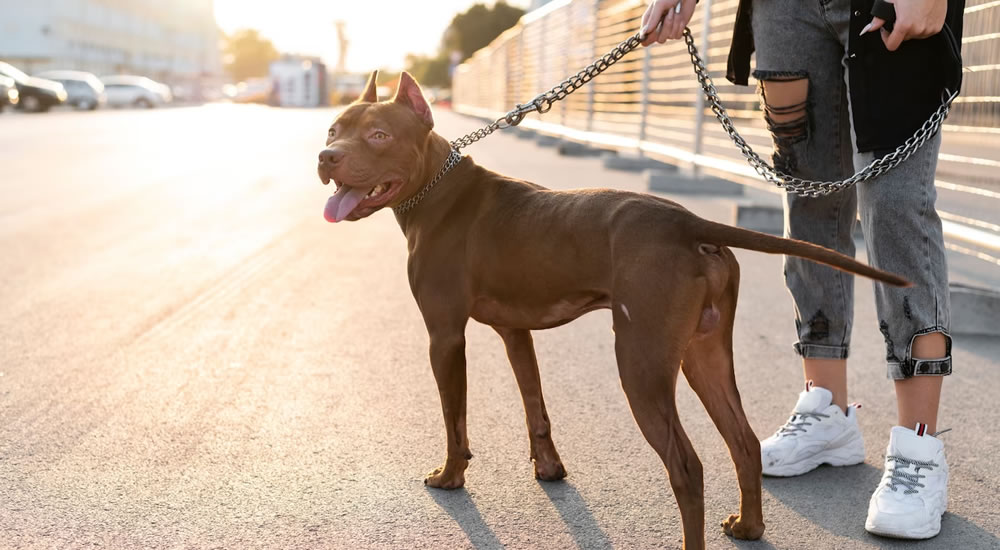 Jak vybrat vodítko pro psa?